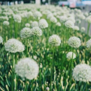 Allium Cowanii White Color Flower Bulb - 01 Pc