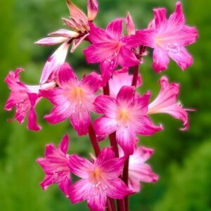 Amaryllis Belladonna Lily Assorted Color Flower Bulb