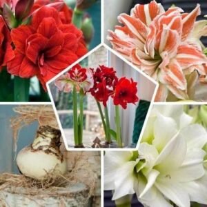 Amaryllis Lily Double Assorted Color Flower Bulb
