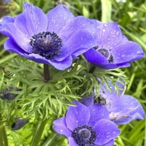 Anemone Blue Color Flower Bulb