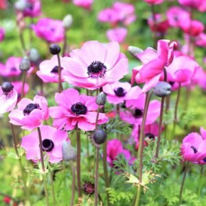 Anemone Pink Color Flower Bulb