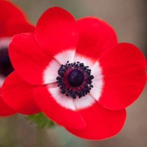 Anemone Red Color Flower Bulb