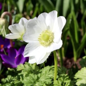 Anemone White Color Flower Bulb