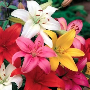 Asiatic Lily Lilium Assorted Color Flower Bulb