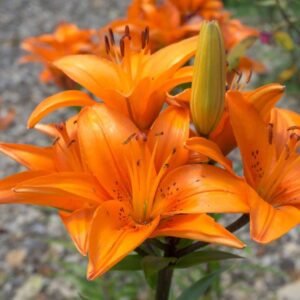 Asiatic Lily Lilium Orange Color Flower Bulb