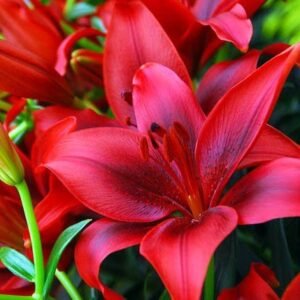 Asiatic Lily Lilium Red Color Flower Bulb
