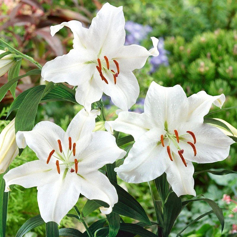 Asiatic Lily Lilium White Color Flower Bulb