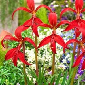 Aztec Lily Assorted Color Flower Bulb