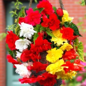 Begonia Double Mix Flower Bulb
