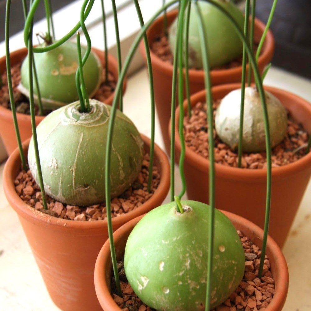 Bowiea Volubilis Climbing Onion Caudex Plant Bulb - Image 2