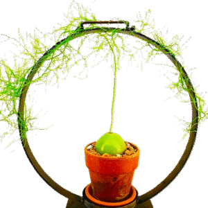 Bowiea Volubilis Climbing Onion Caudex Plant Bulb