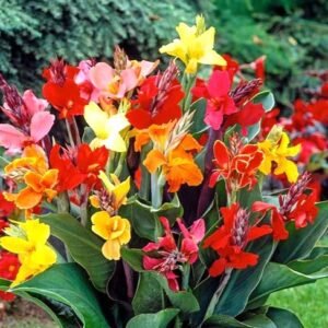 Canna Lily Assorted Color Flower Bulb