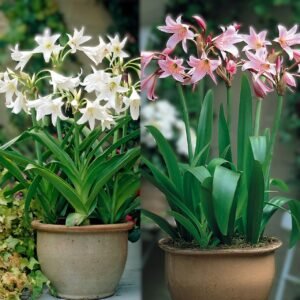 Crinum Lily Assorted Color Flower Bulb
