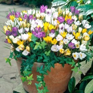 Crocus Assorted Color Flower Bulb
