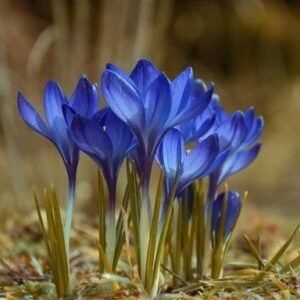 Crocus Blue Color Flower Bulb