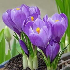 Crocus Sativus Saffron Color Flower Bulb