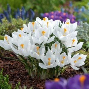 Crocus White Color Flower Bulb