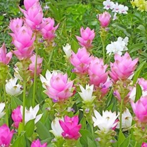 Curcuma Assorted Color Flower Bulb