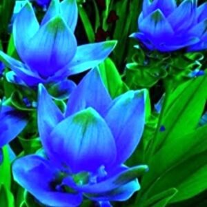 Curcuma Blue Color Flower Bulb