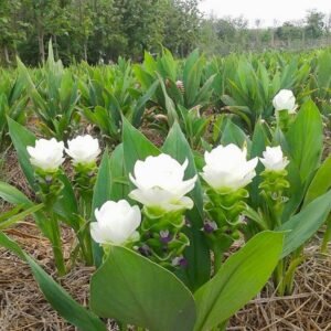 Curcuma White Color Flower Bulb