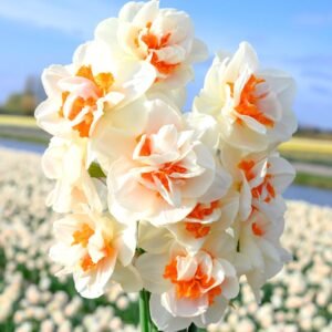 Daffodil Narcissus Replete Flower Bulb