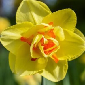 Daffodil Narcissus Tahiti Flower Bulb