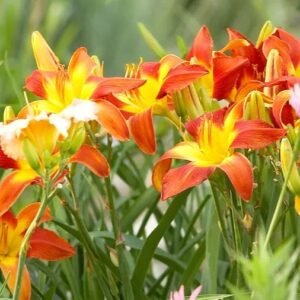 Day Lily Assorted Color Flower Bulb