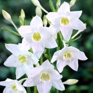Eucharis Lily Amazon Lily Assorted Color Flower Bulb