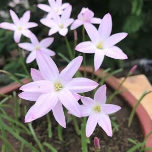 First Love Hybrid Rain Lily Flower Bulb