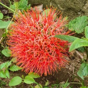 Football Lily Haemanthus Bulb Red Color - 01 Pc