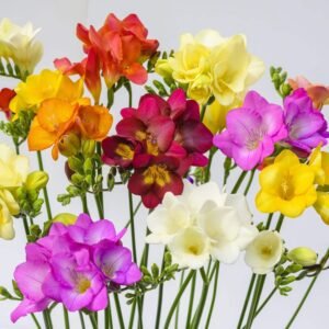 Freesia Assorted Color Flower Bulb