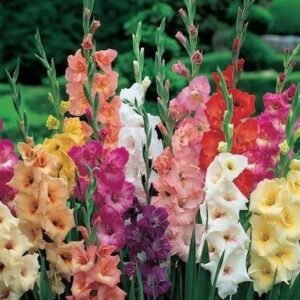 Gladiolus Assorted Color Flower Bulb
