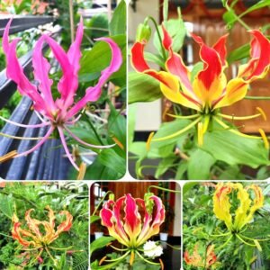 Gloriosa Flame Lily Assorted Color Flower Bulb