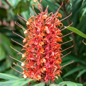 Hedychium Ginger Lily Red Color Flower Bulb