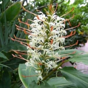 Hedychium Ginger Lily White Color Flower Bulb