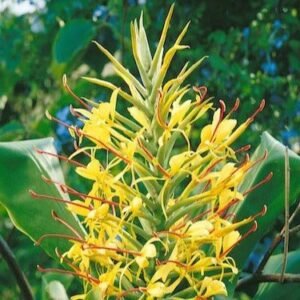 Hedychium Ginger Lily Yellow Color Flower Bulb