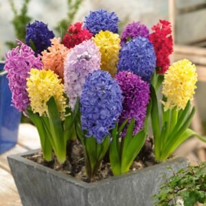 Hyacinth Assorted Color Flower Bulb