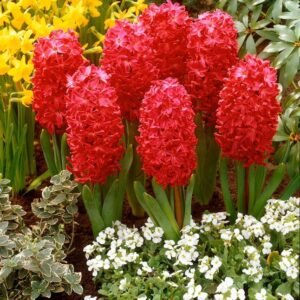 Hyacinth Red Color Flower Bulb
