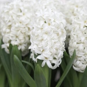 Hyacinth White Color Flower Bulb