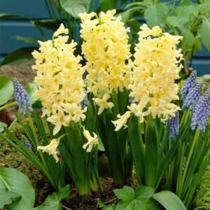 Hyacinth Yellow Color Flower Bulb