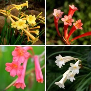Ifafa Lily Assorted Color Flower Bulb