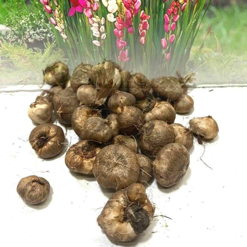 Ixia Assorted Color Flower Bulbs - Image 2