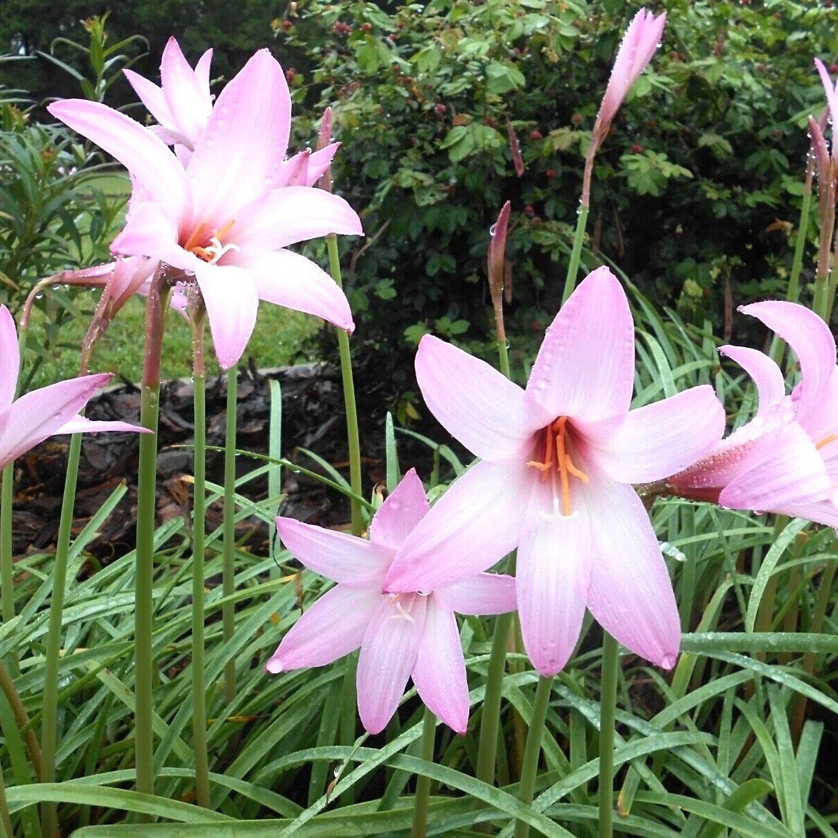 Jumbo Hybrid Rain Lily Flower Bulb