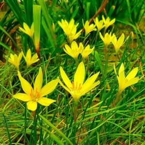 Lemon Yellow Hybrid Rain Lily Flower Bulb