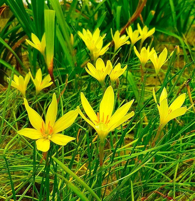 Lemon Yellow Hybrid Rain Lily Flower Bulb