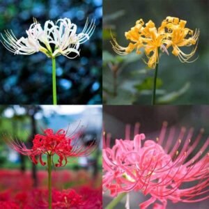 Lycoris Lily Assorted Color Flower Bulb