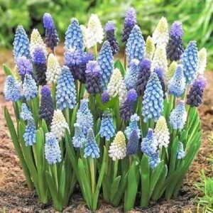 Muscari Assorted Color Flower Bulb