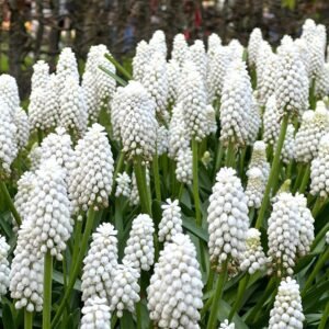 Muscari White Color Flower Bulb
