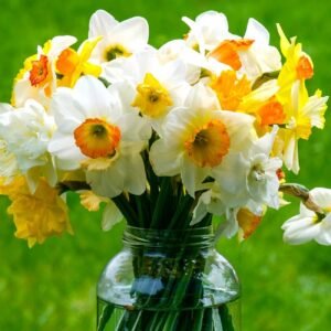 Nargis Daffodil Indian Assorted Flower Bulb