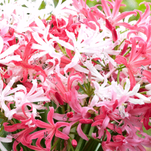 Nerine Lily Assorted Color Flower Bulb